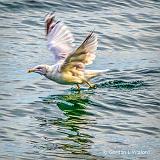 Gull Taking Flight_DSCF4707